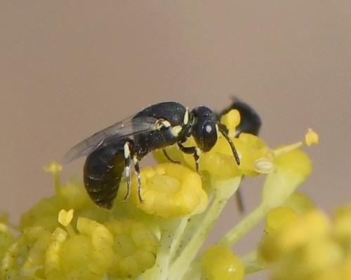 Réf. 236 102 : Hylaeus sp.